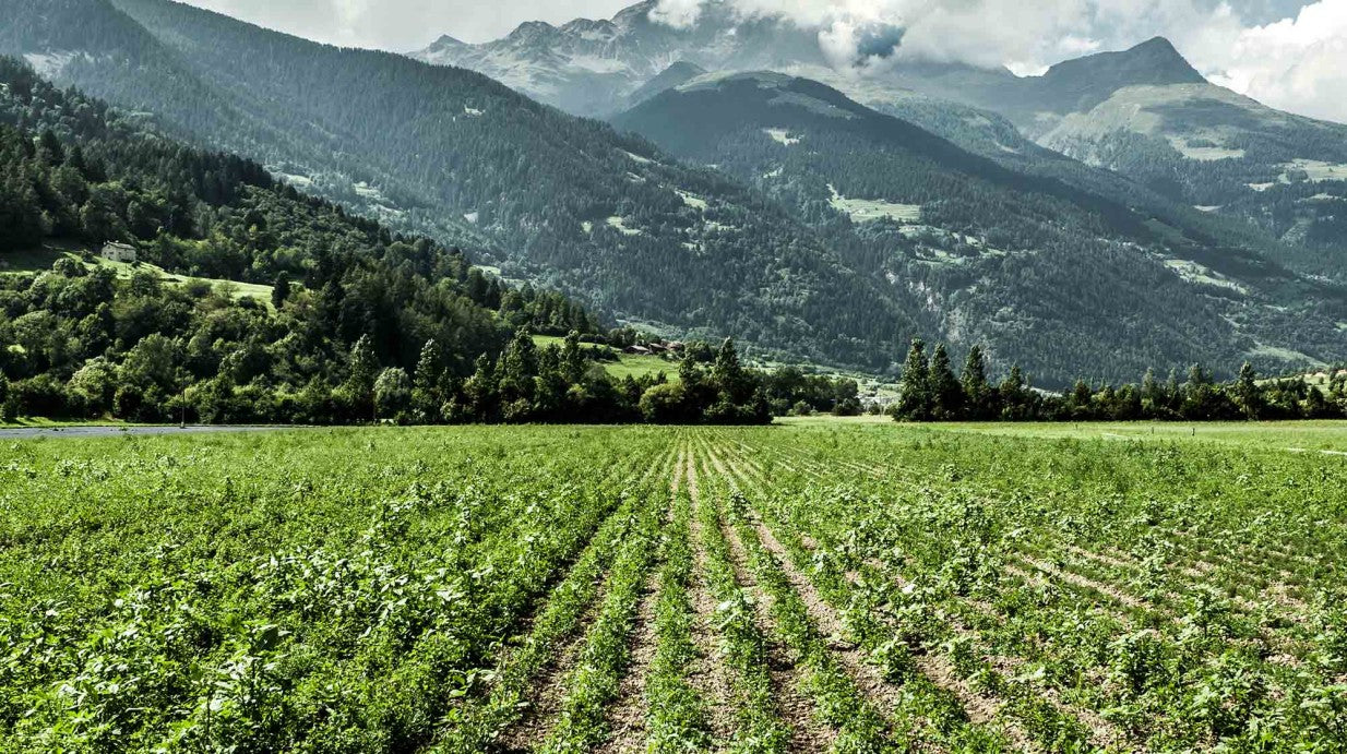 Expansive Swiss Alpine tea fields in Poschiavo, showcasing the pristine environment where organic herbal blends are grown
