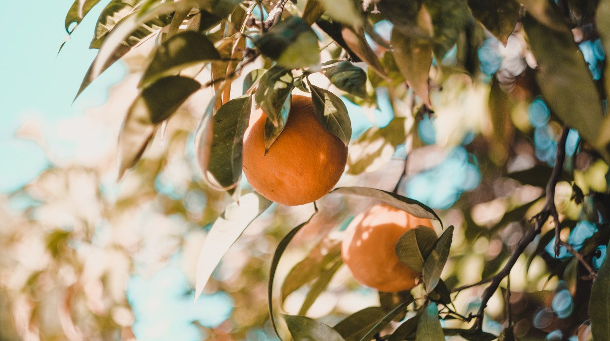 ELEVATE YOUR EVERYDAY: INSIDE THE WORLD OF THAT LIFESTYLE CO.