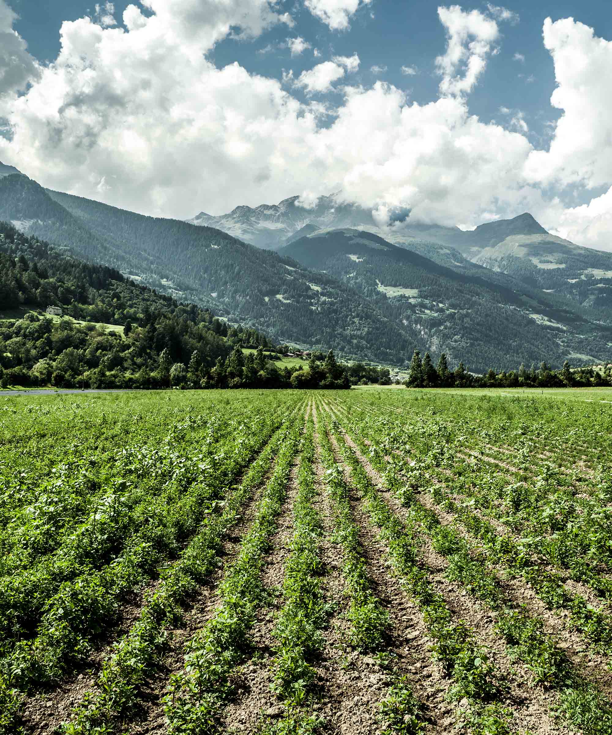 Organic Alpine Peppermint — 15 Bags