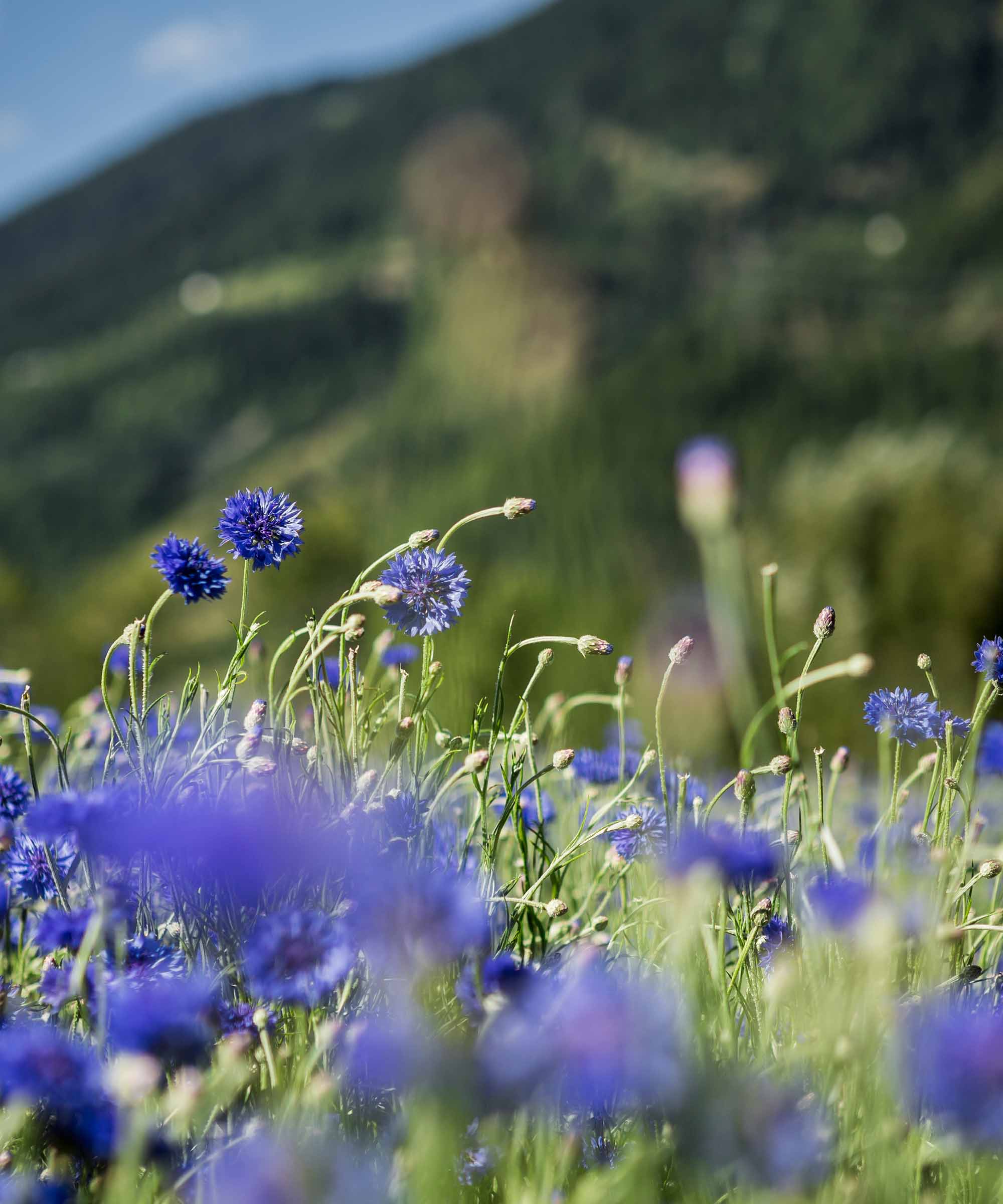 Organic Alpine Nettle — 45 Bag Refill