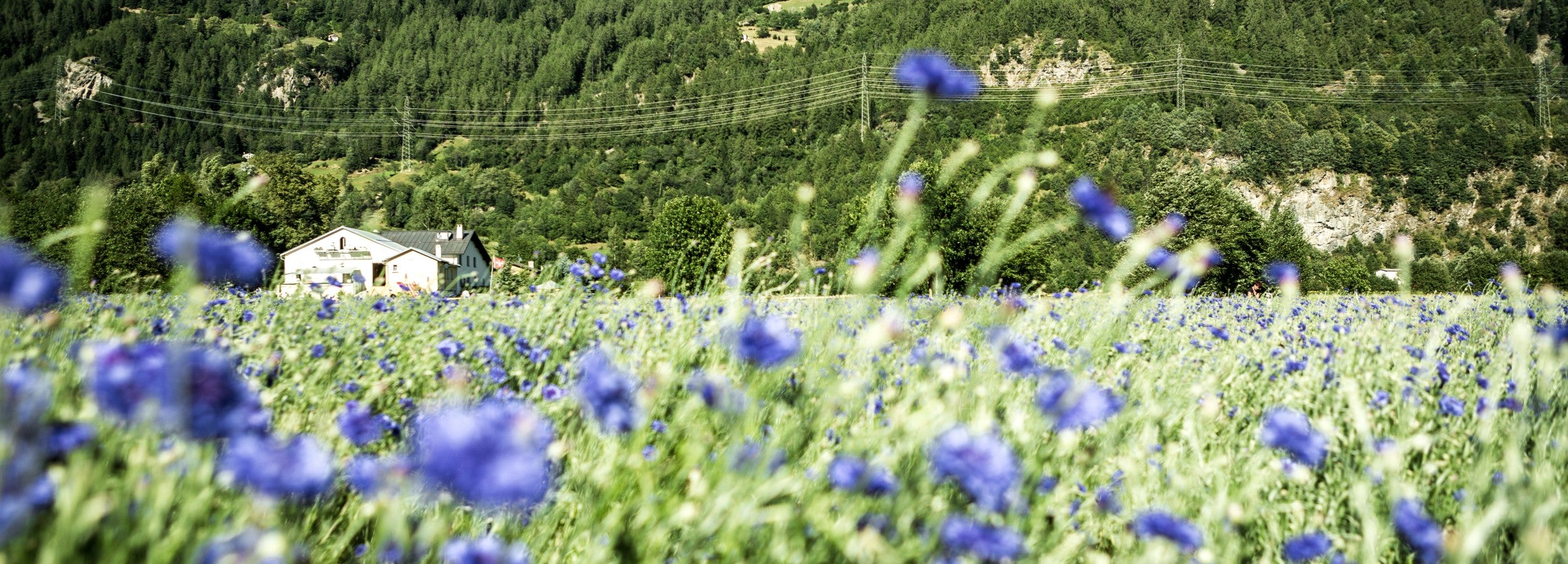 A vibrant field of blue flowers with a charming Swiss house nestled in the Alpine backdrop, representing the natural beauty of Poschiavo