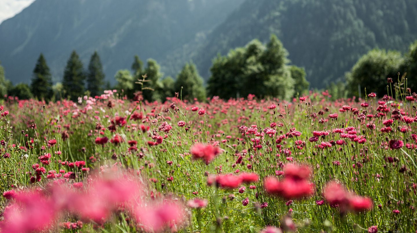 A vibrant field of pink Alpine flowers blooming in the pristine Swiss Alps, symbolizing the natural beauty and purity of Swiss-grown herbs