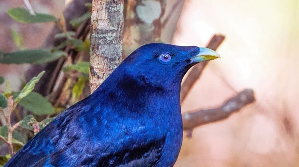 Bower Bird