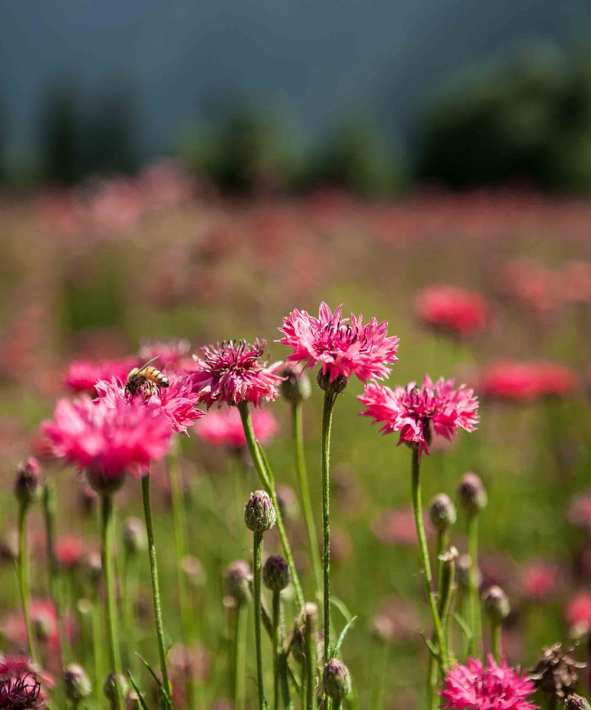 Té Verveine Orgánico — 15 Bolsas 