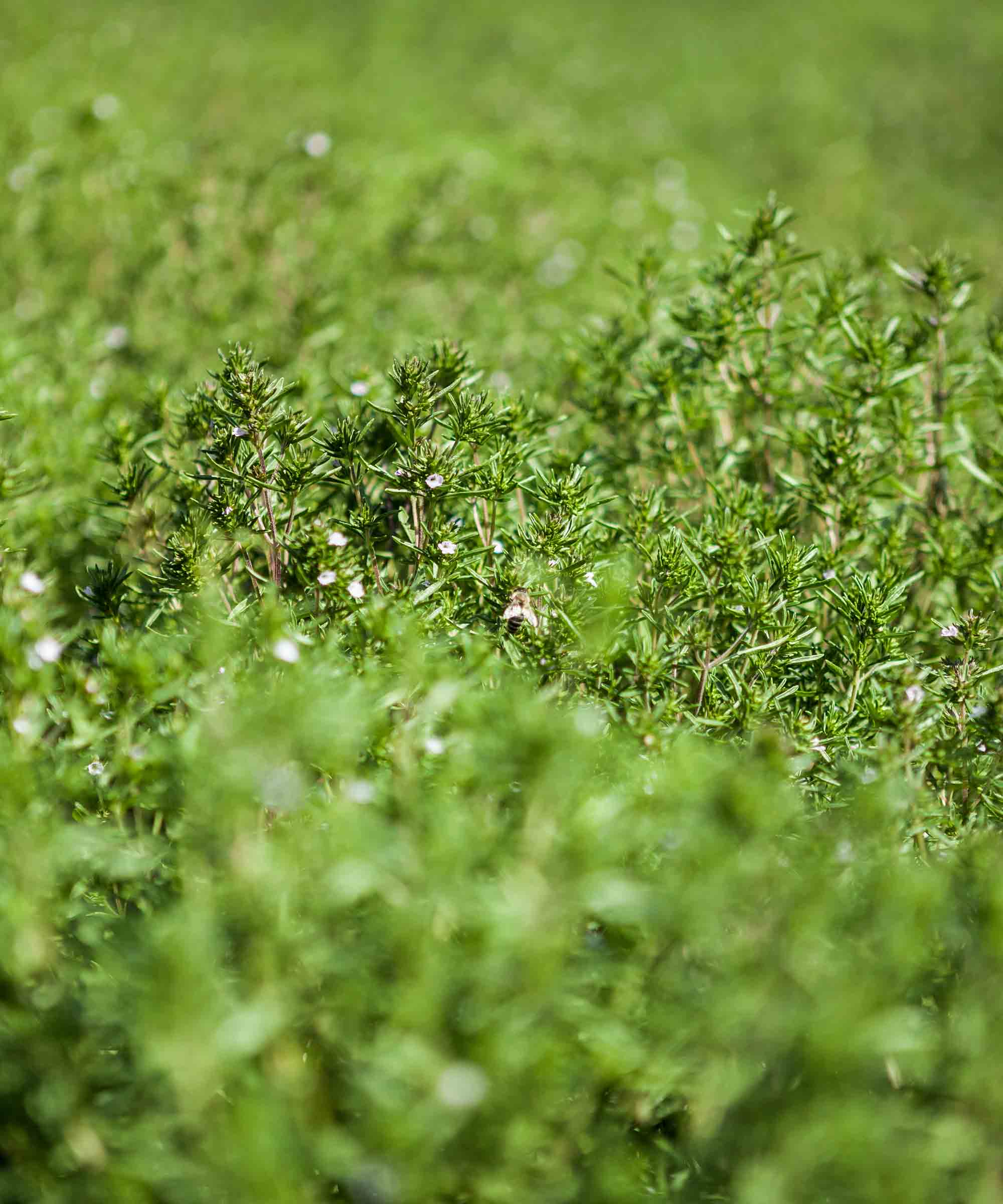 Té de cáñamo orgánico — Recambio de 45 bolsas 