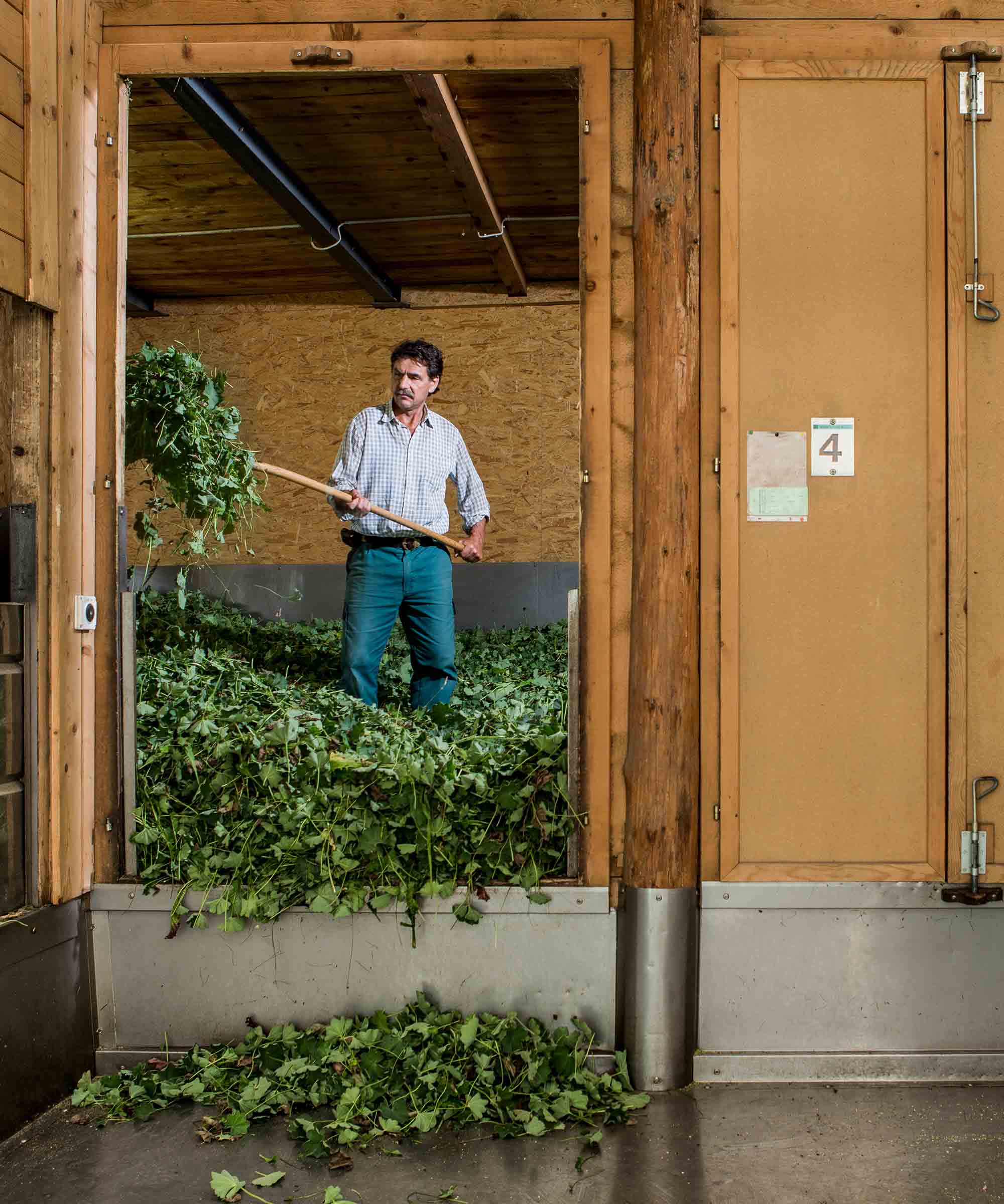 Té de cáñamo orgánico — Recambio de 45 bolsas 