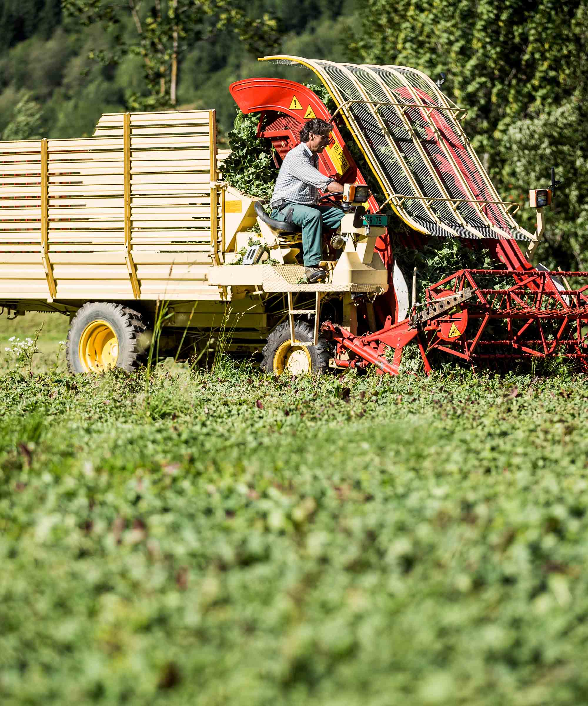 Organic Alpine Herbs & Edelweiss Tea - 45 bags Refill