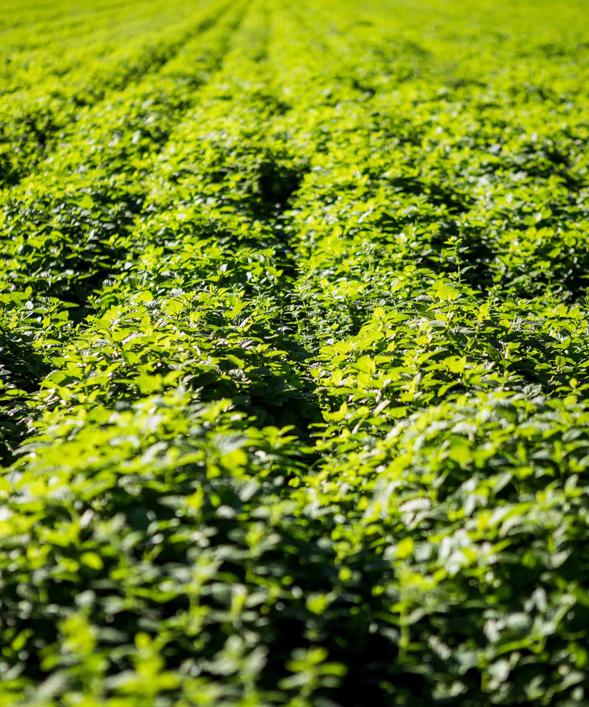 Organic Alpine Lemon Balm — 45 Bags Refill