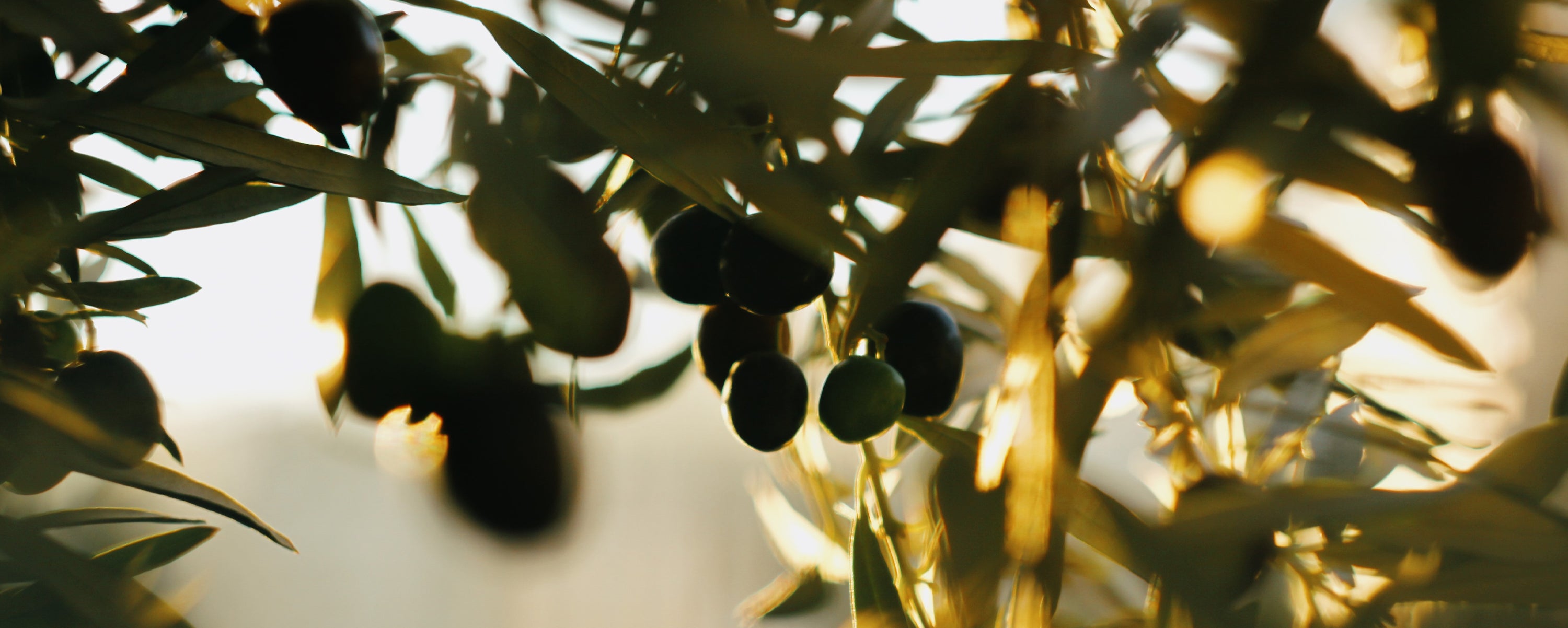 olives hanging on tree