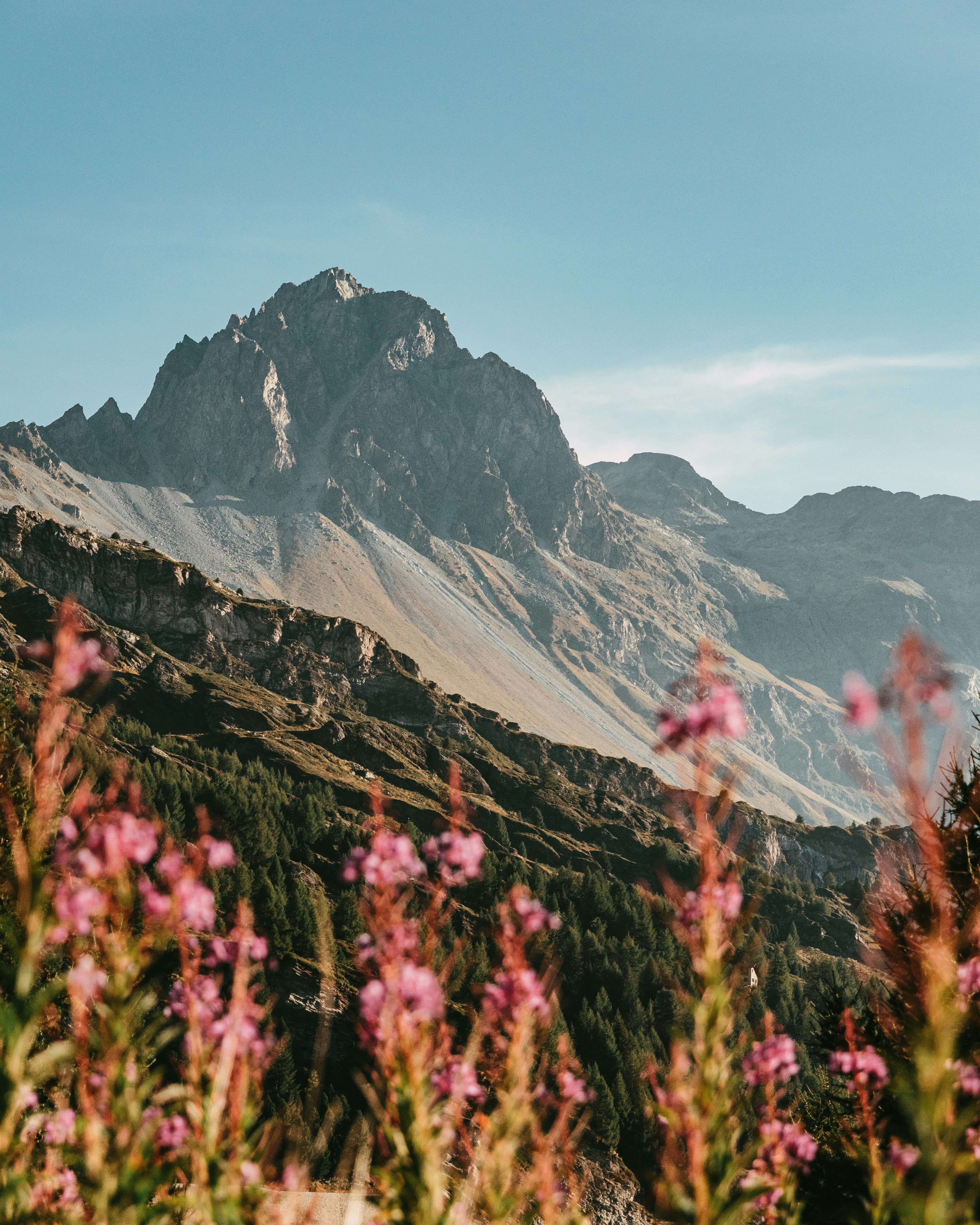 Mountain landscape with pink flowers in the foreground